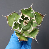 【ベアルート】アガベ 白鯨 極上 EC1040