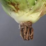 【ベアルート】アガベ 白鯨 極上 EC1040