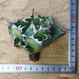 【ベアルート】アガベ 白鯨 極上 EC1040