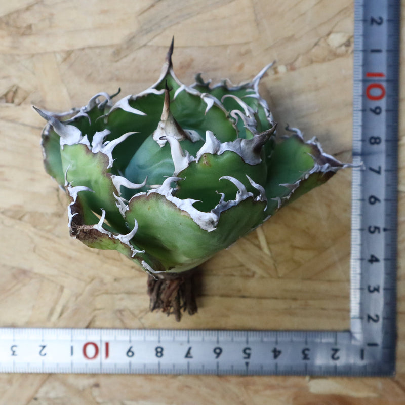 【ベアルート】アガベ 白鯨 極上 EC1040