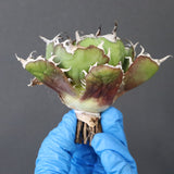 【ベアルート】アガベ 白鯨 極上 EC1041