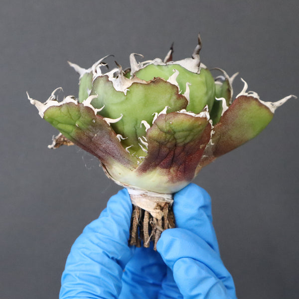 【ベアルート】アガベ 白鯨 極上 EC1041