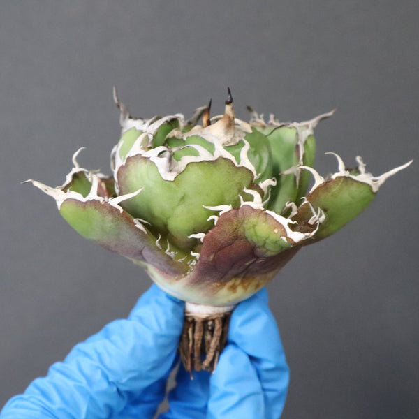 【ベアルート】アガベ 白鯨 極上 EC1041