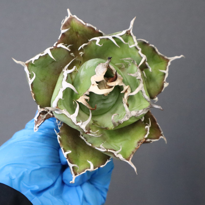 【ベアルート】アガベ 白鯨 極上 EC1041