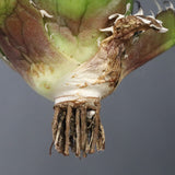 【ベアルート】アガベ 白鯨 極上 EC1041