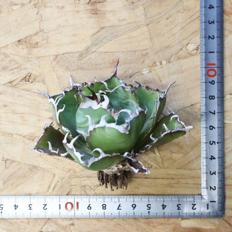 【ベアルート】アガベ 白鯨 極上 EC1041