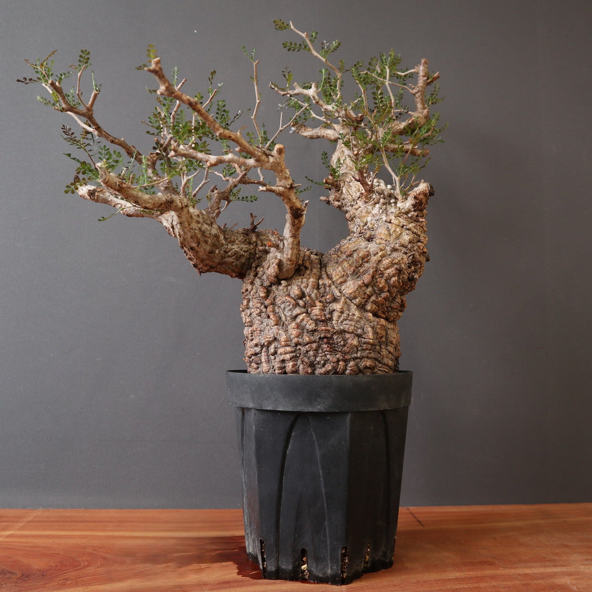 TaiShoDo ONLINE SHOP 塊根植物 多肉植物通販