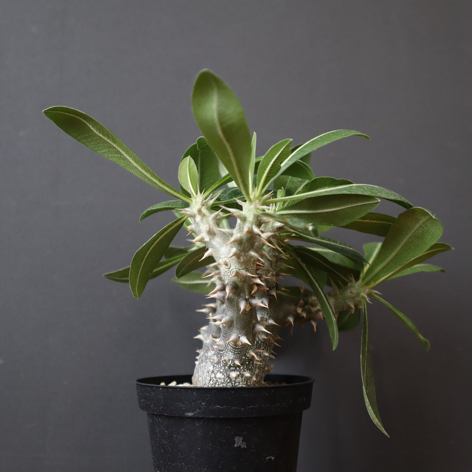 DEVISEWORKS 激レア デバデバの実本体のみ ホワイト デバイスワークス