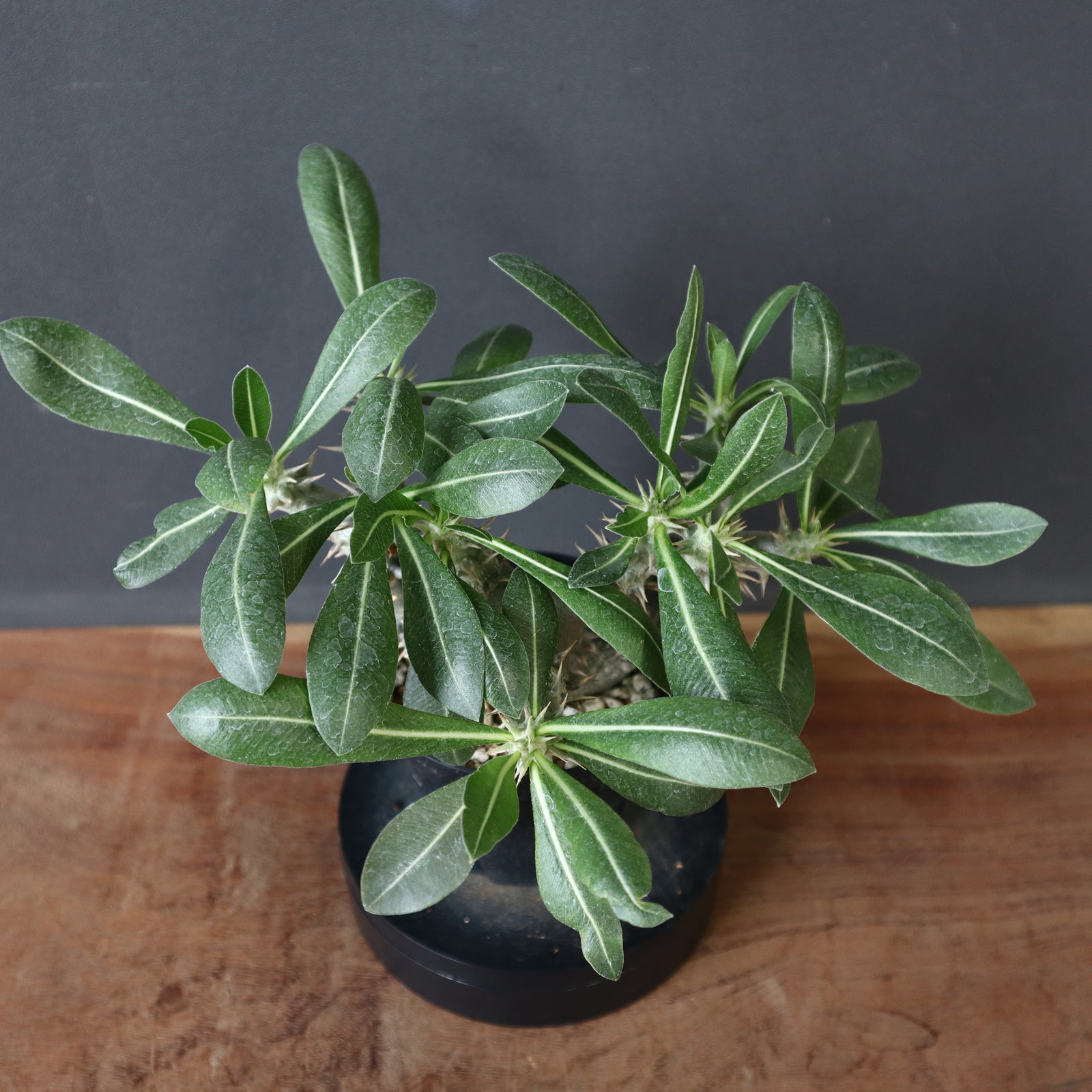 P.ホロンベンセ（実生）EC239 – TaiShoDo ONLINE SHOP