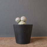 T.ゲオメトリクス　EC2372