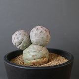 T.ゲオメトリクス　EC2372