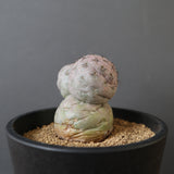 T.ゲオメトリクス　EC2372