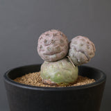 T.ゲオメトリクス　EC2372