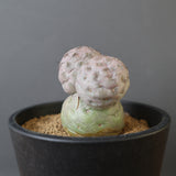 T.ゲオメトリクス　EC2372