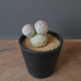 T.ゲオメトリクス　EC2372