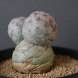 T.ゲオメトリクス　EC2372