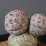 T.ゲオメトリクス　EC2372