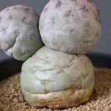 T.ゲオメトリクス　EC2372