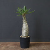 P.グラキリス（実生）439