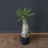 P.グラキリス（実生）439