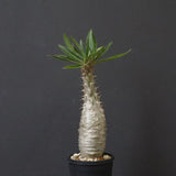 P.グラキリス（実生）439