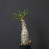 P.グラキリス（実生）439