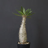 P.グラキリス（実生）439