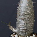 P.グラキリス（実生）439