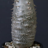 P.グラキリス（実生）439