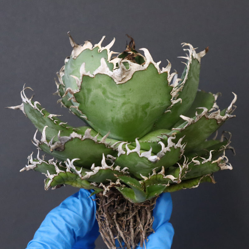 【ベアルート】アガベ フィリグリー EC1049