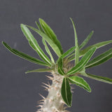 P.グラキリス（実生）439