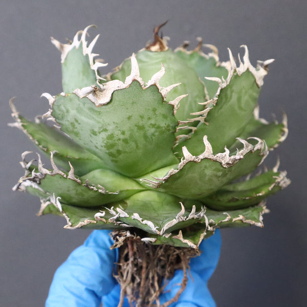 【ベアルート】アガベ フィリグリー EC1049