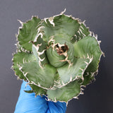 【ベアルート】アガベ フィリグリー EC1049