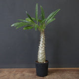 P.グラキリス（実生）390