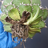 【ベアルート】アガベ フィリグリー EC1049