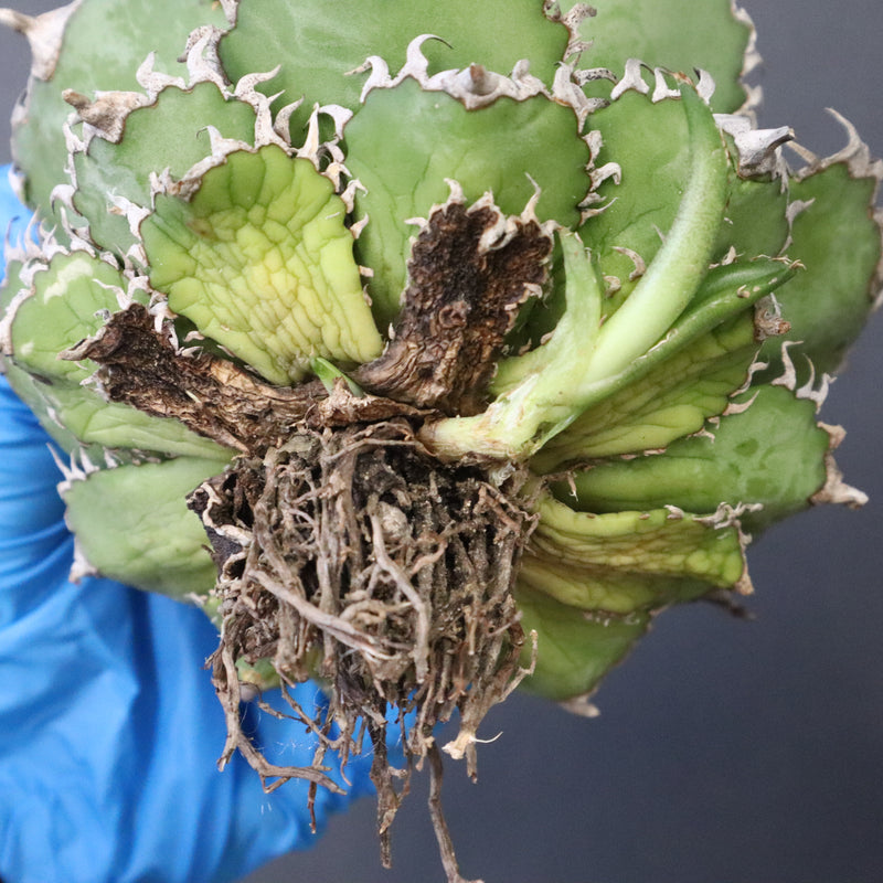 【ベアルート】アガベ フィリグリー EC1049