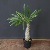 P.グラキリス（実生）390