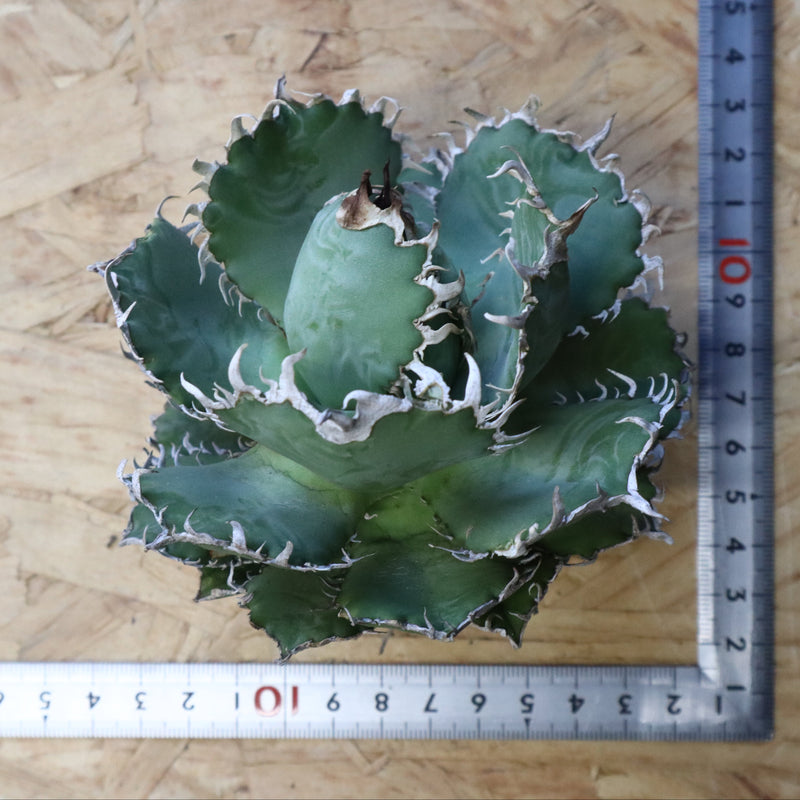 【ベアルート】アガベ フィリグリー EC1049