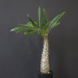 P.グラキリス（実生）390