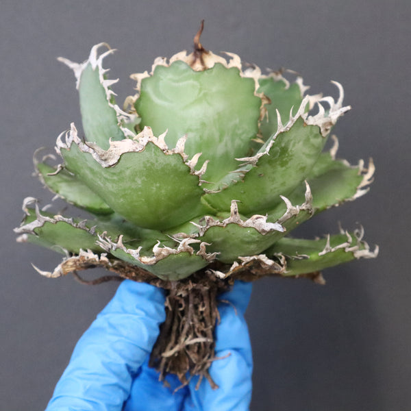 【ベアルート】アガベ フィリグリー EC1050