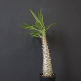 P.グラキリス（実生）390