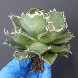 【ベアルート】アガベ フィリグリー EC1050