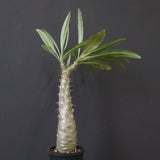 P.グラキリス（実生）390