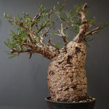 O.パキプス 1722