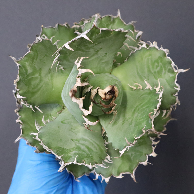 【ベアルート】アガベ フィリグリー EC1050