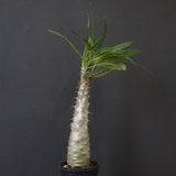 P.グラキリス（実生）390