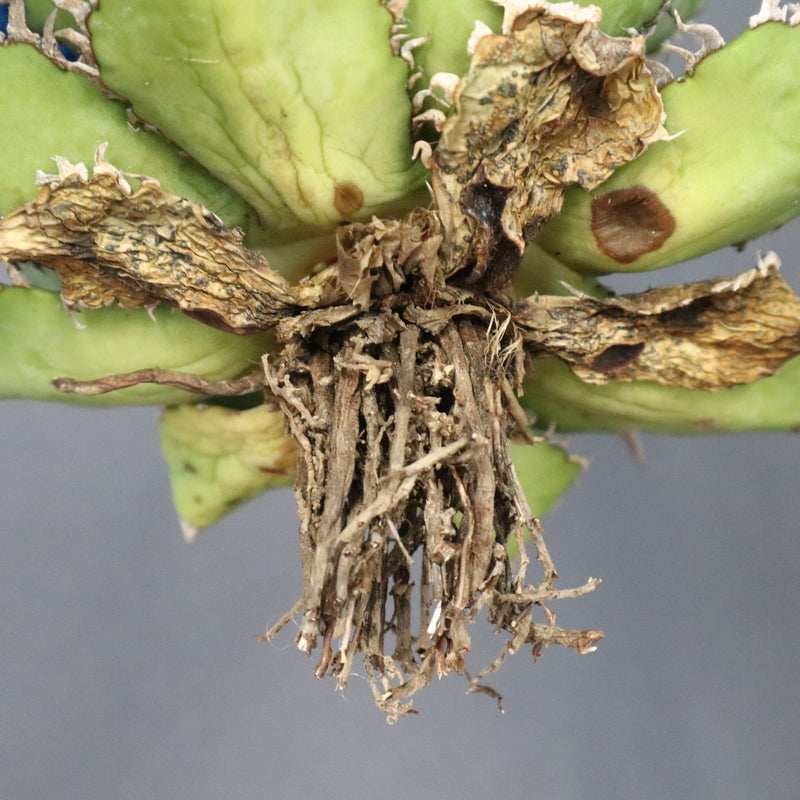 【ベアルート】アガベ フィリグリー EC1050