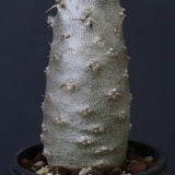 P.グラキリス（実生）390