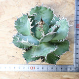 【ベアルート】アガベ フィリグリー EC1050