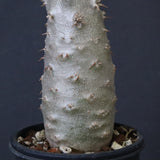 P.グラキリス（実生）390